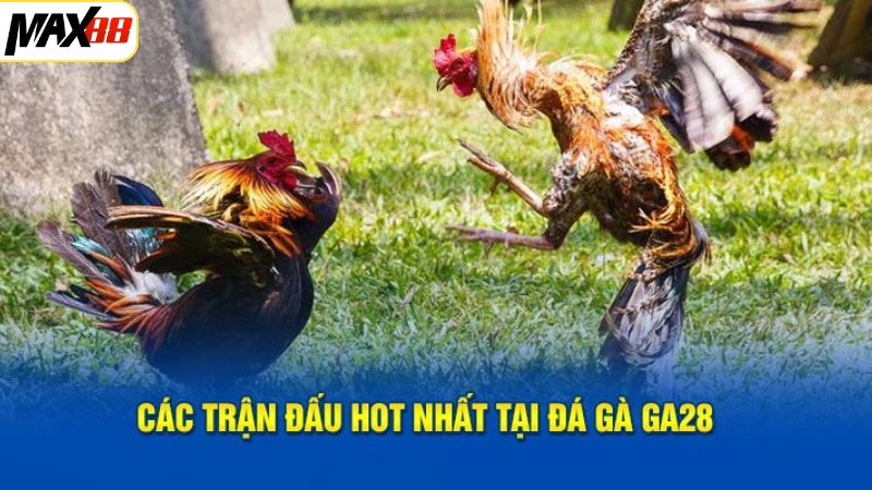 Những hình thức thi đấu gà nổi bật tại sảnh đá gà Ga28 Max88