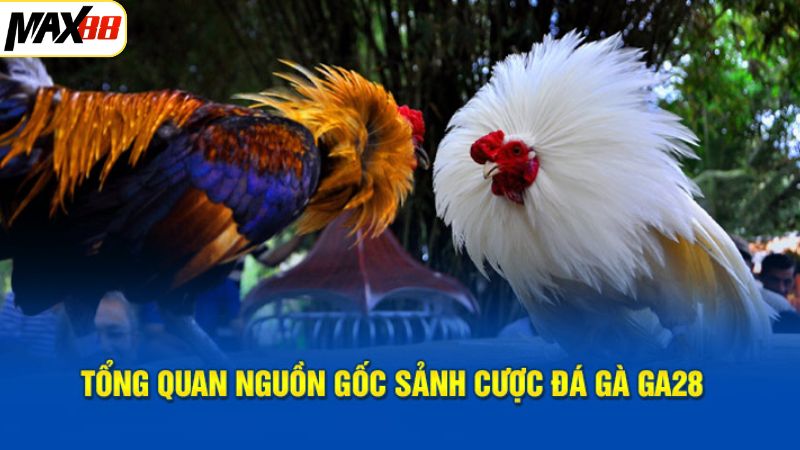 Sân chơi cá cược đá gà hot nhất hiện nay